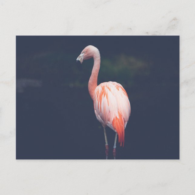 Flamingo in der Abenddämmerung Postkarte (Vorderseite)