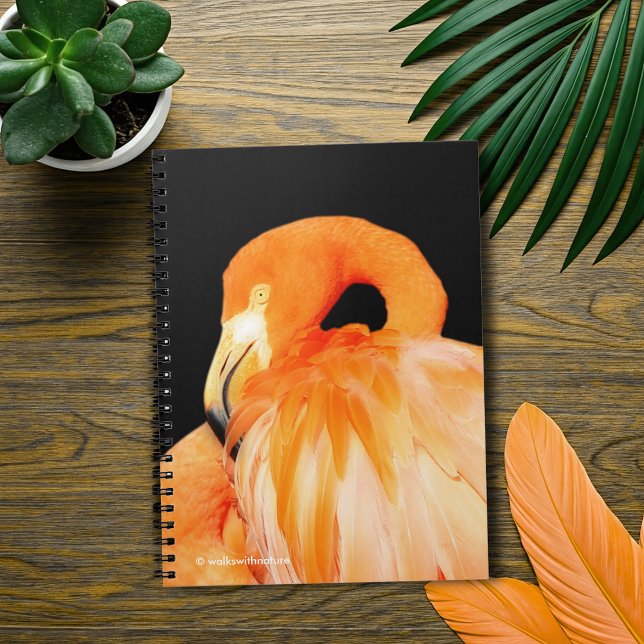 Flamingo in der Sommersonne Notizblock (Flamingo in the Summer Sun Journal Cover Photo)