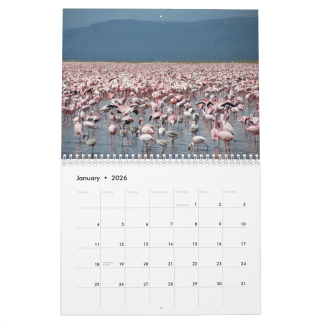 Flamingo-Kalender Kalender (Jan 2026)