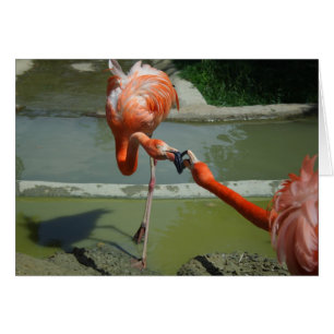 Flamingo Kiss
