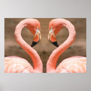 Flamingo-Liebe Poster