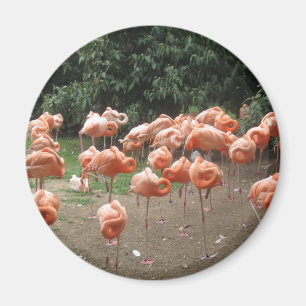 Flamingo Magnet