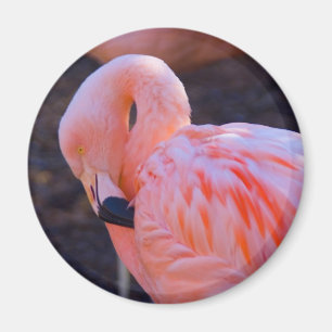 Flamingo-Magnet Magnet