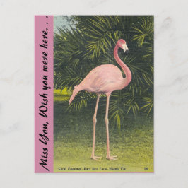 Flamingo, Miami, Florida Postkarte