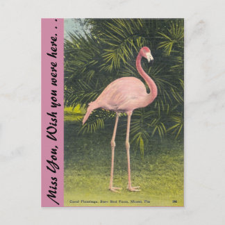 Flamingo, Miami, Florida Postkarte