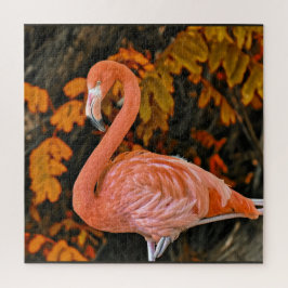 Flamingo, nah und schön