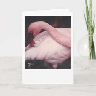 Flamingo nahes oben 1 karte
