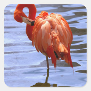 Flamingo on leg in water quadratischer aufkleber
