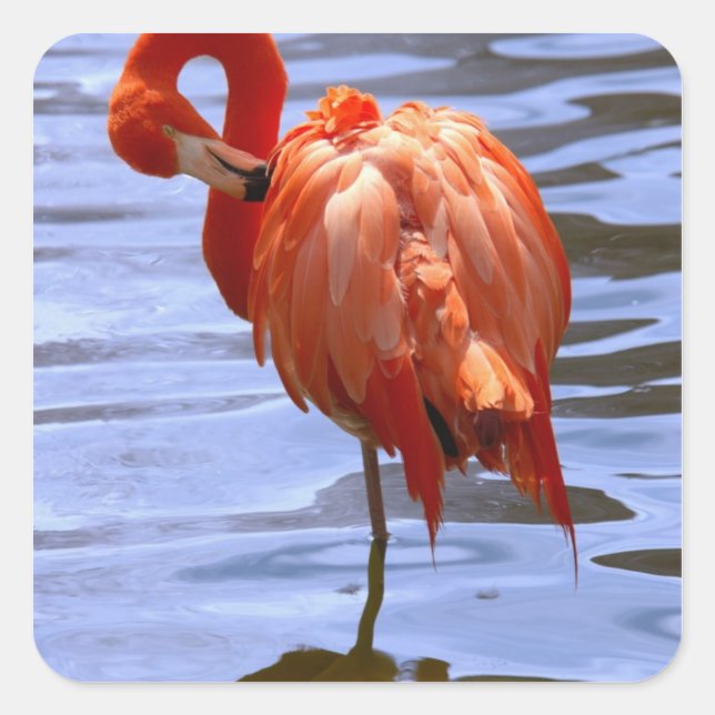 Flamingo on leg in water quadratischer aufkleber (Vorderseite)
