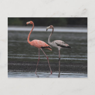 Flamingo Pair Postcard Postkarte
