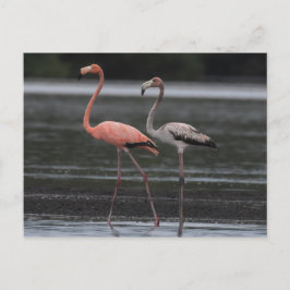 Flamingo Pair Postcard Postkarte