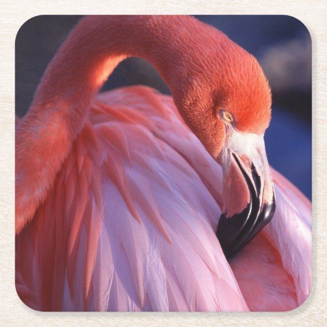 Flamingo Paper Untersetzer (Vorderseite)