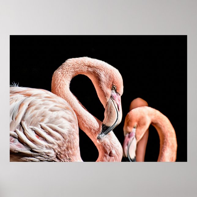 Flamingo Pink Wildlife Foto Poster (Vorne)
