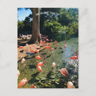 FLAMINGO POSTCARD POSTKARTE