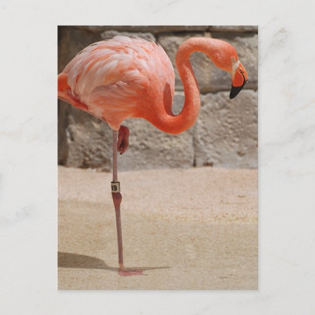 Flamingo Postcard Postkarte (Vorderseite)