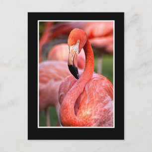 Flamingo Postcard Postkarte