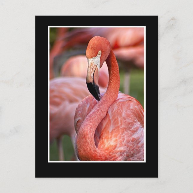 Flamingo Postcard Postkarte (Vorderseite)