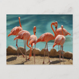 Flamingo Postcard Postkarte