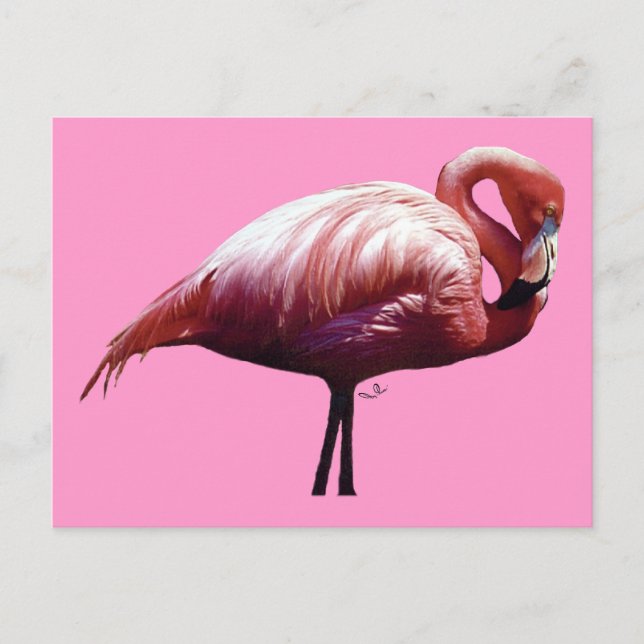 Flamingo Postcard Postkarte (Vorderseite)
