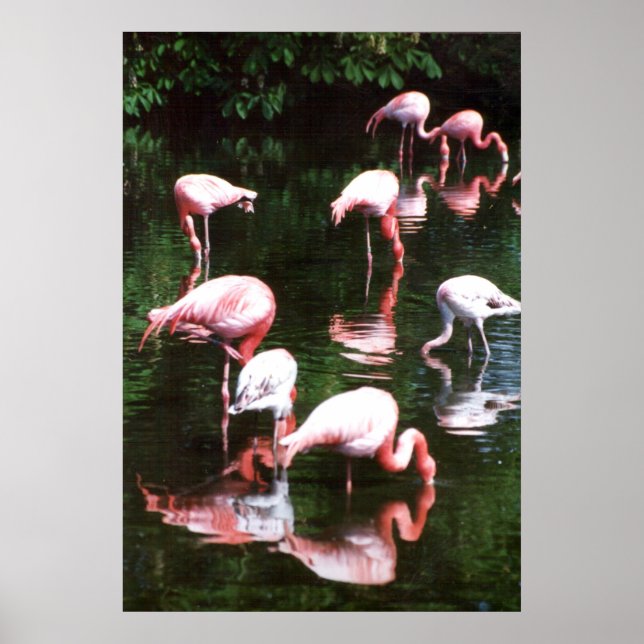Flamingo Poster (Vorne)