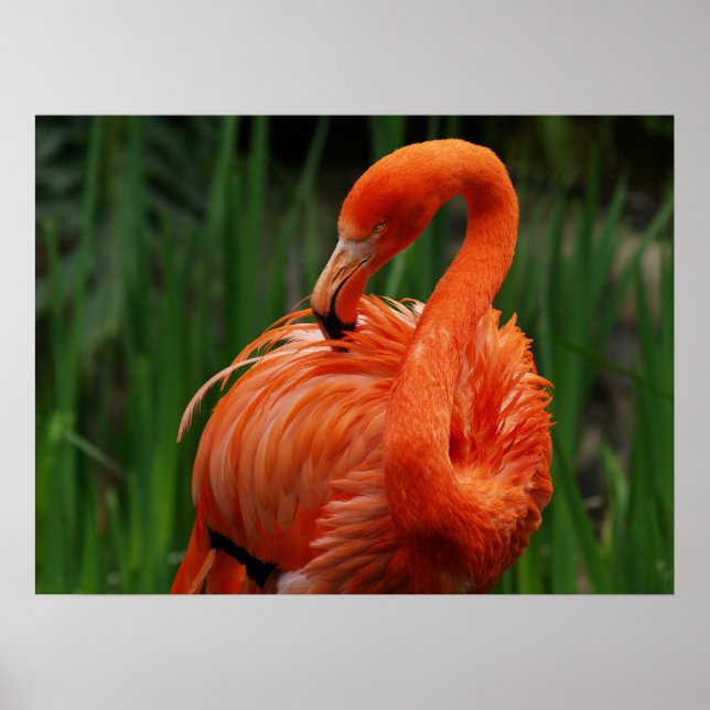 Flamingo Poster (Vorne)