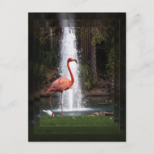 Flamingo Postkarte (Vorderseite)
