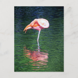 Flamingo Postkarte