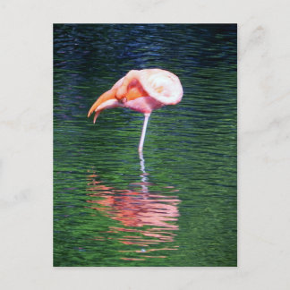 Flamingo Postkarte
