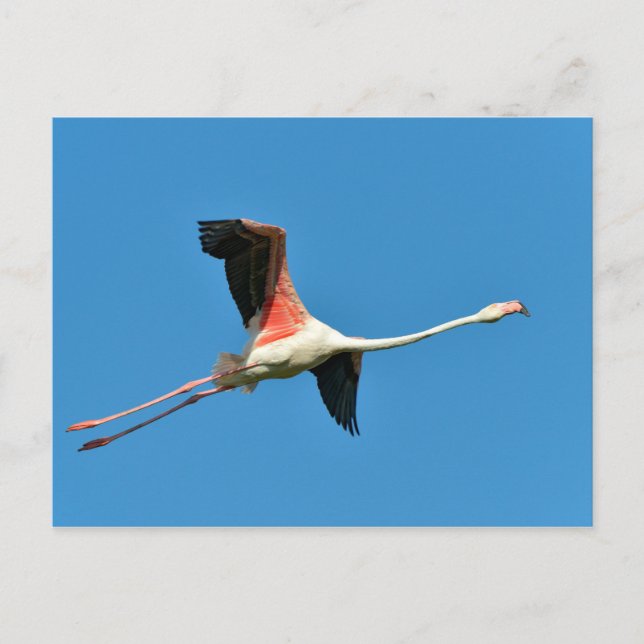 Flamingo Postkarte (Vorderseite)