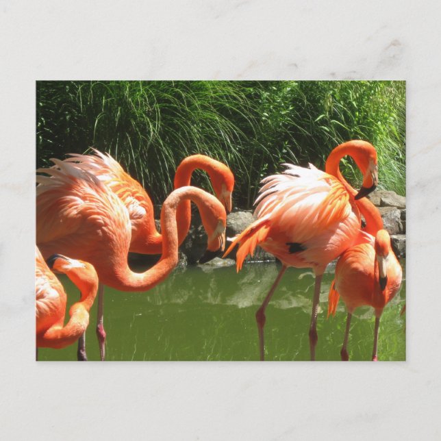 Flamingo Postkarte (Vorderseite)