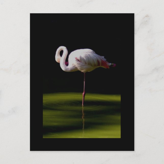Flamingo Postkarte (Vorderseite)