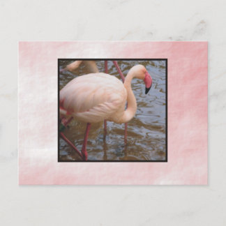Flamingo Postkarte