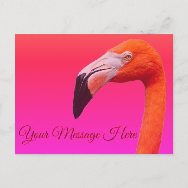 Flamingo  postkarte (Vorderseite)