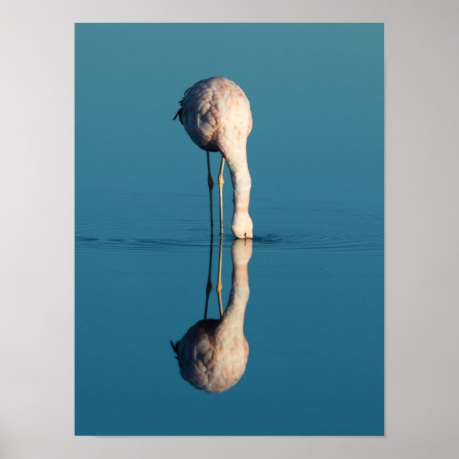 Flamingo Reflection, Laguna Chaxa, Atacama Poster (Vorne)