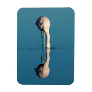 Flamingo-Reflexion, Laguna Chaxa, Atacama Magnet