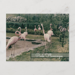 Flamingo Rosa Flamingos Vintage Inspirierter Vogel Postkarte