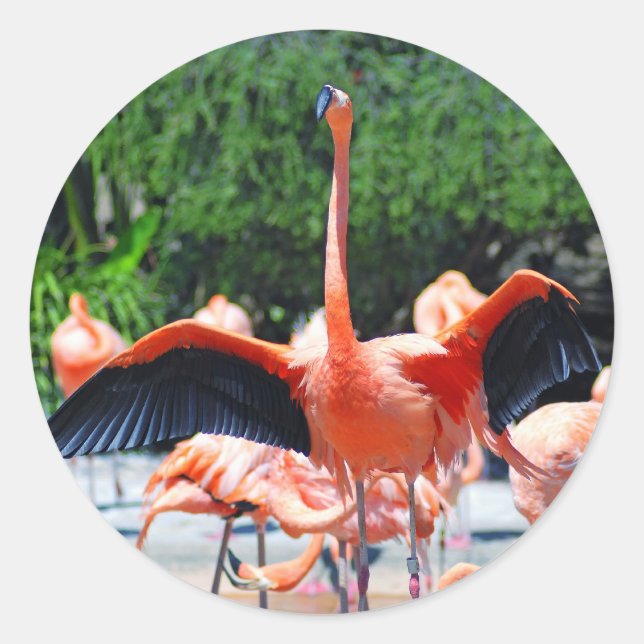 Flamingo Round Sticker (Vorderseite)