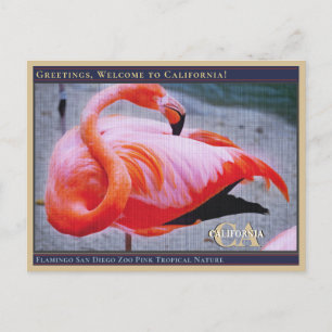Flamingo San Diego Zoo Rosa Tropische Natur  Postkarte