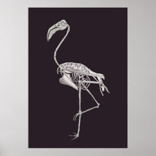 Flamingo-Skelett-Vogel-Halloween-Tier-Anatomie Poster