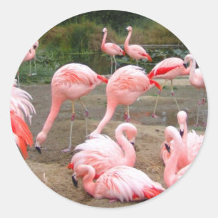 FLAMINGO-STADT RUNDER AUFKLEBER