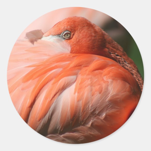 Flamingo Sticker (Vorderseite)