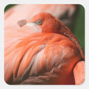 Flamingo Sticker