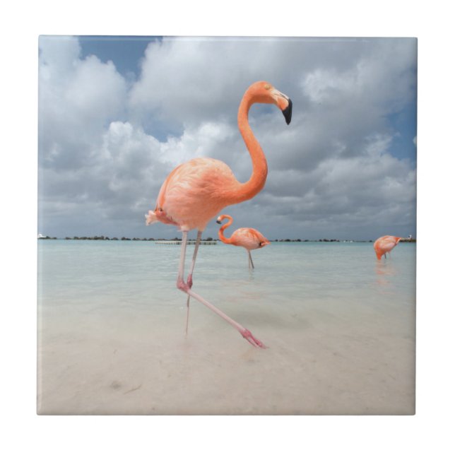 Flamingo-Strand Aruba Fliese (Vorderseite)