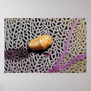 Flamingo Tongue Kaurischnecke Poster von James Fat