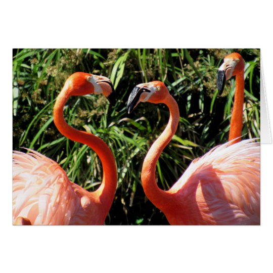 Flamingo-Zeit, - Gruß-Karte zu sprechen Karte