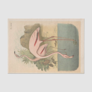 Flamingoes Bird Ephemerge Seidenpapier