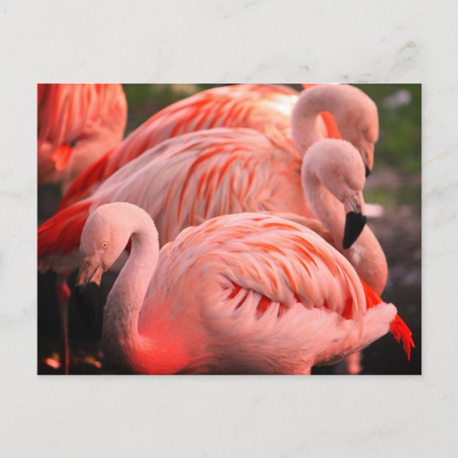 Flamingoes Postkarte (Vorderseite)