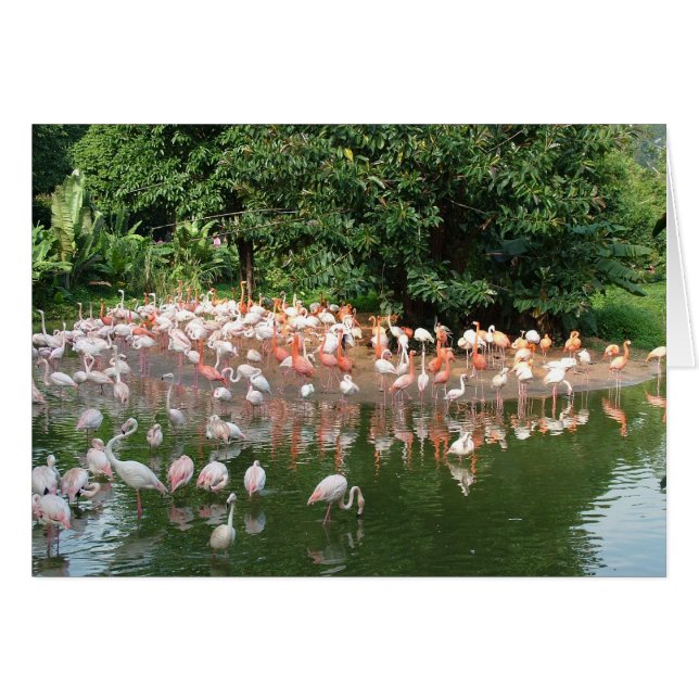 Flamingoherde (Vorderseite (Horizontal))