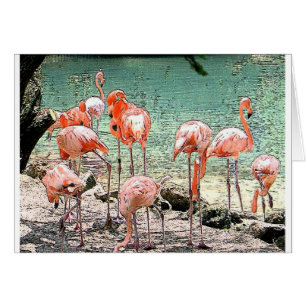 Flamingos