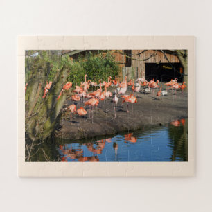 Flamingos